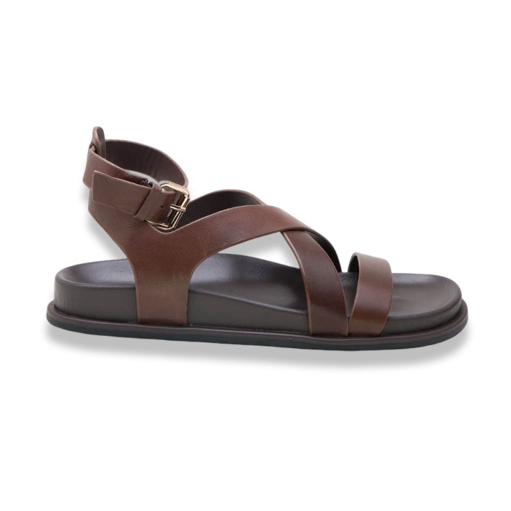 Mormora tritonia brown